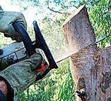 Best Tree Preservation Services  in Southern Gateway, VA