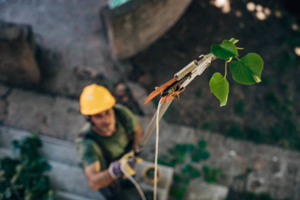 Best Tree Removal  in Southern Gateway, VA