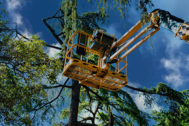 Best Commercial Tree Services  in Southern Gateway, VA