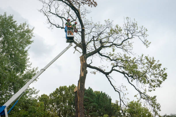 Best Seasonal Cleanup (Spring/Fall)  in Southern Gateway, VA