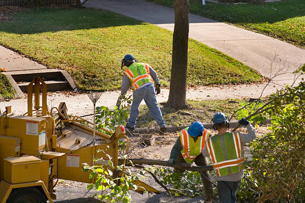 Trusted Southern Gateway, VA Tree Services Experts