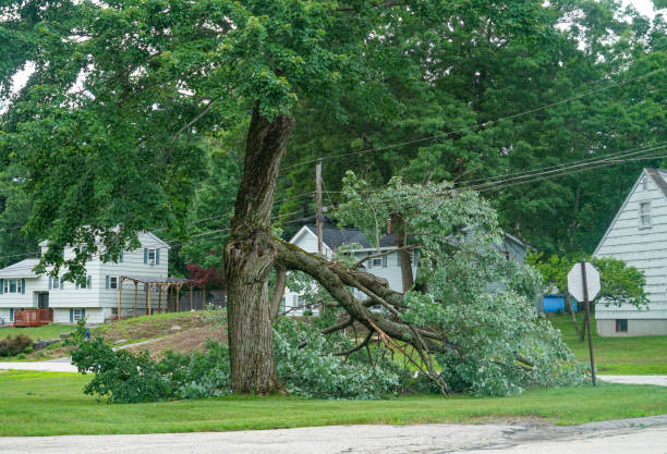 Best Storm Damage Tree Cleanup  in Southern Gateway, VA