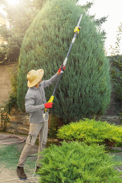 Best Leaf Removal  in Southern Gateway, VA