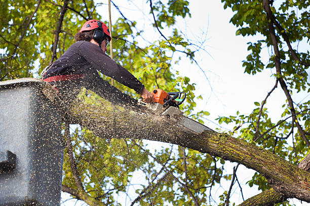 Best Fruit Tree Pruning  in Southern Gateway, VA
